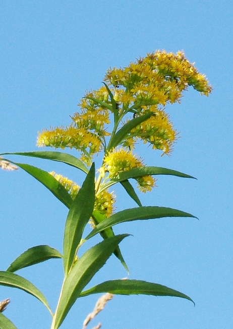 秋の花粉症 北九州市小倉北区の整体 カイロプラクティック エデン